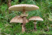 Foraging Parasol Mushrooms: ID for Macrolepiota & Chlorophyllum