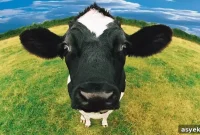 Milk Protein Allergy vs Lactose Intolerance: Casein-Free Guide
