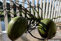 Eat Authentic Hawaiian Food Like a Local