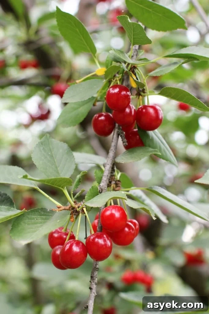 Evans Cherry Harvest; look at those plump berries