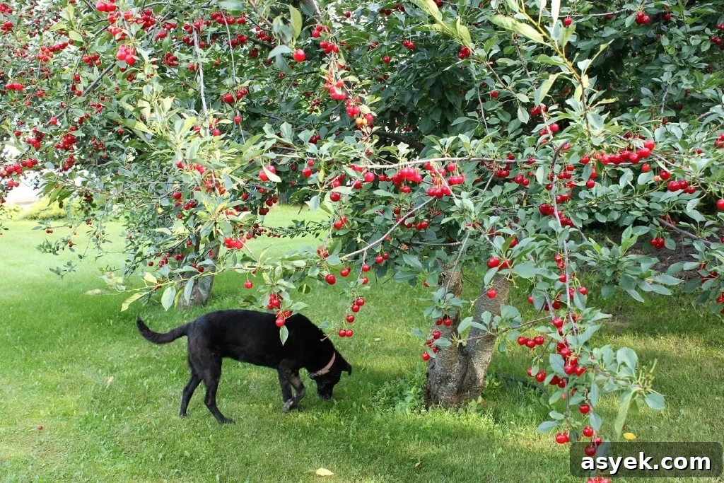 Evans Cherry harvest; my helper