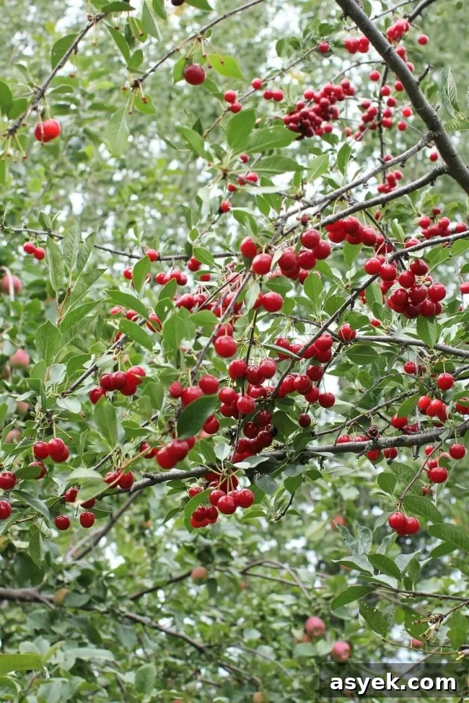Evans Cherry Ginger Oat Bars; tree full of cherries