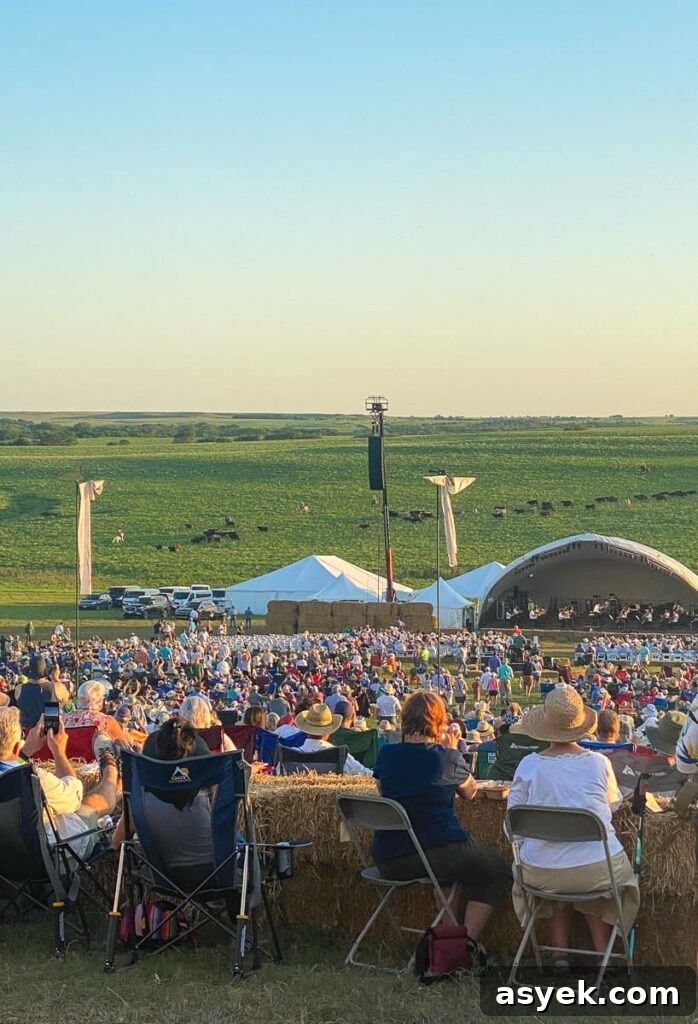 Cattle being driven across the prairie at the symphony in the Flint Hills on a ranch