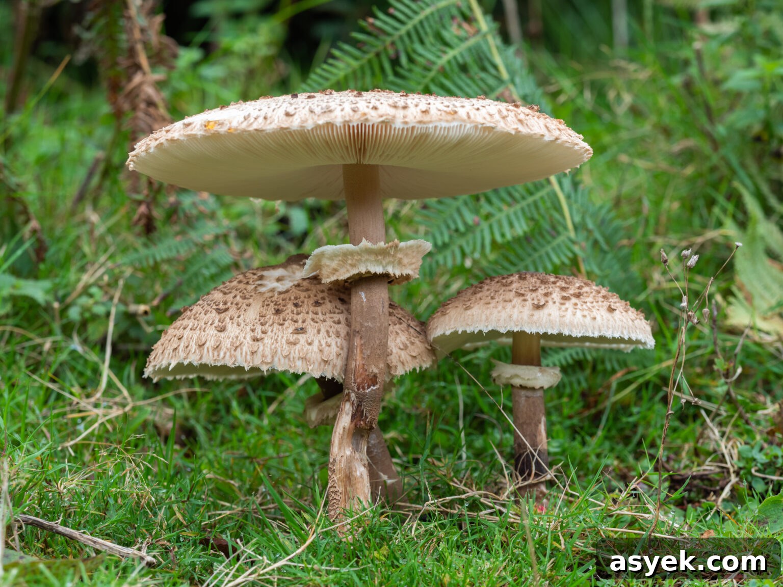 Shaggy Parasol Mushroom (Chlorophyllum Rhacodes)