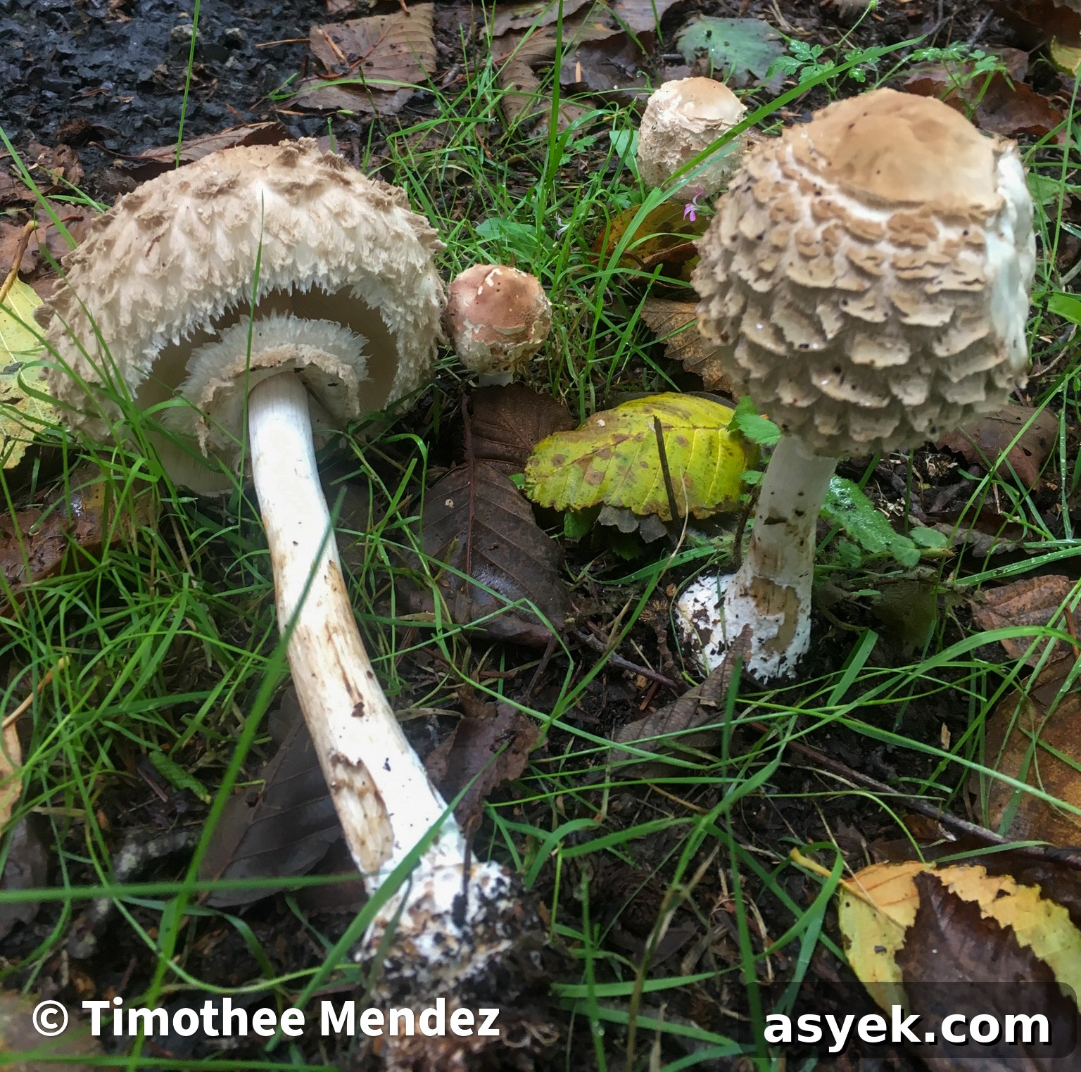 Another Shaggy Parasol resembling Chlorophyllum olivieri from coastal Washington. 