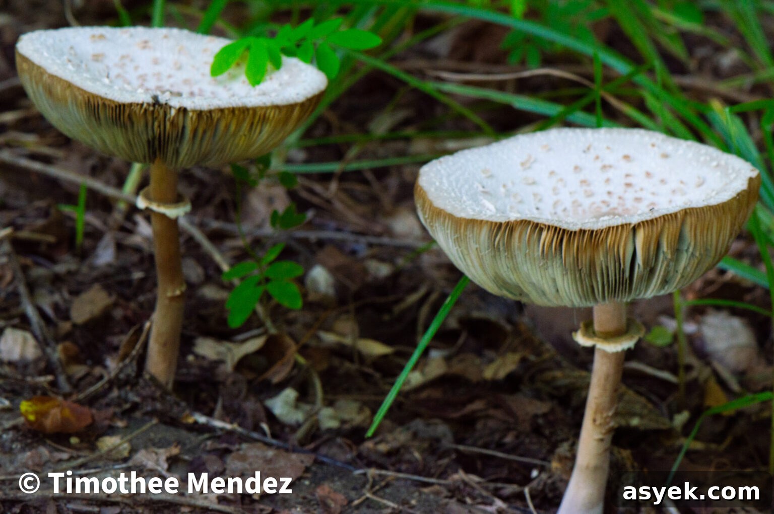 Again, notice the blue-green coloration on the gills! This is the toxic Green Spored Parasol. 