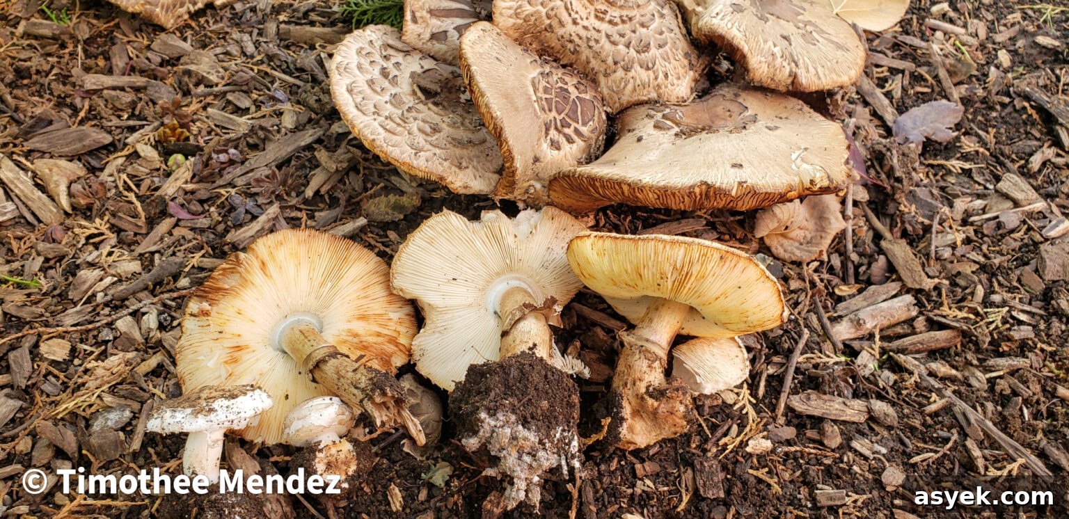 While I have yet to get a 100% positive ID on this species, the clustered growth habit makes me think this could be Chlorophyllum venenatum. I personally avoid all Parasols with this growth habit. 