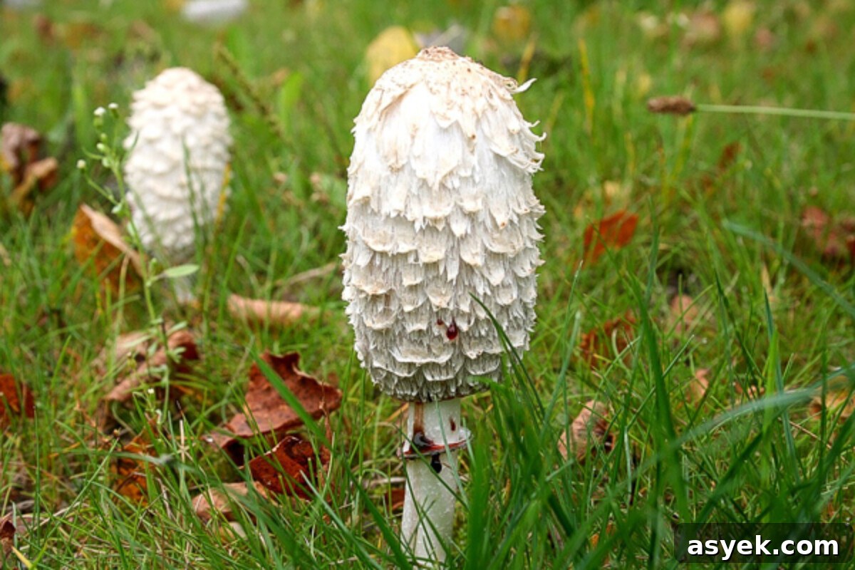 Foraging Shaggy Manes how to identify shaggy mane mushrooms