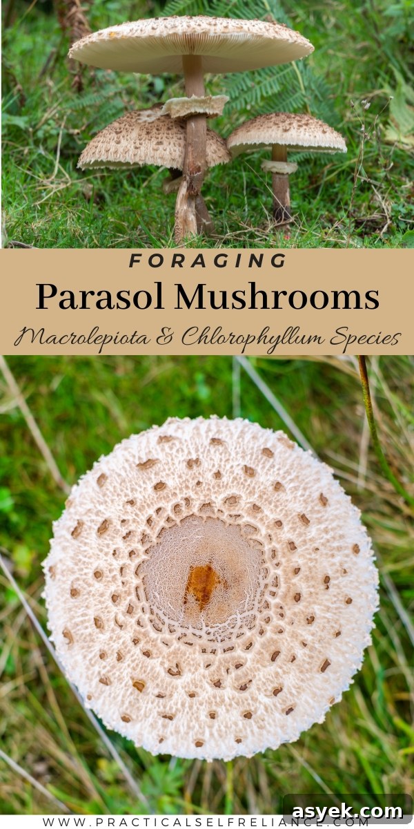 Foraging Parasol Mushrooms