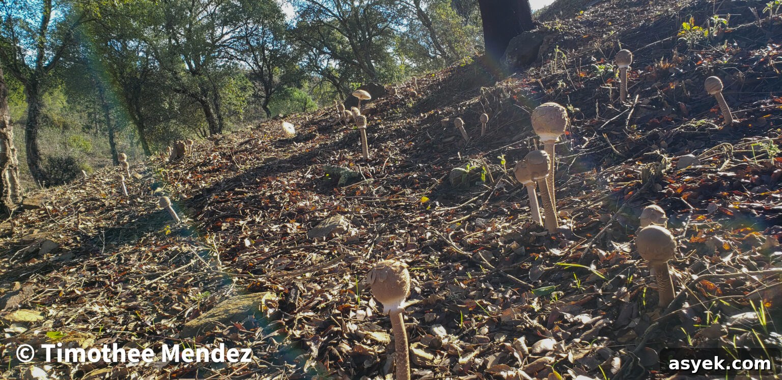 Parasol Mushrooms growing in an Oak Woodland in southern Spain. 