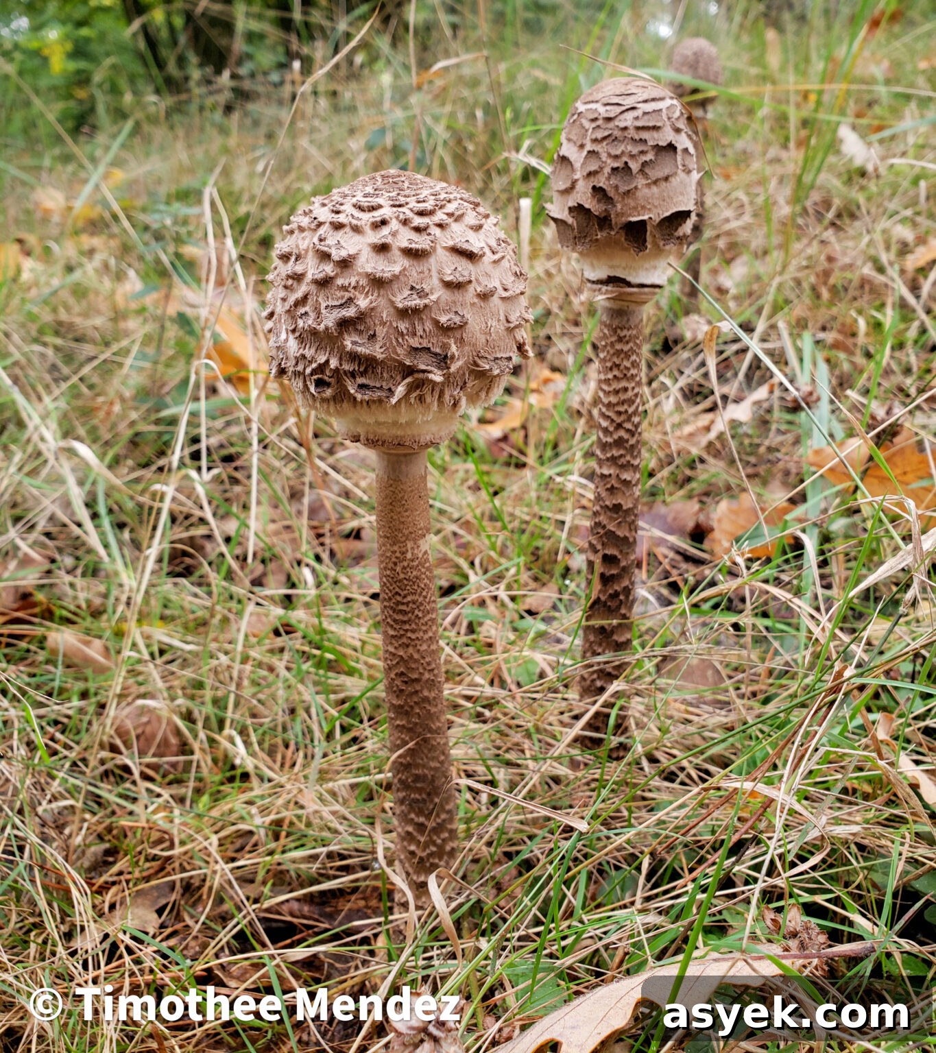 Parasol Mushrooms These were growing on the edge of a large trail within a mixed hardwood forest in France. 
