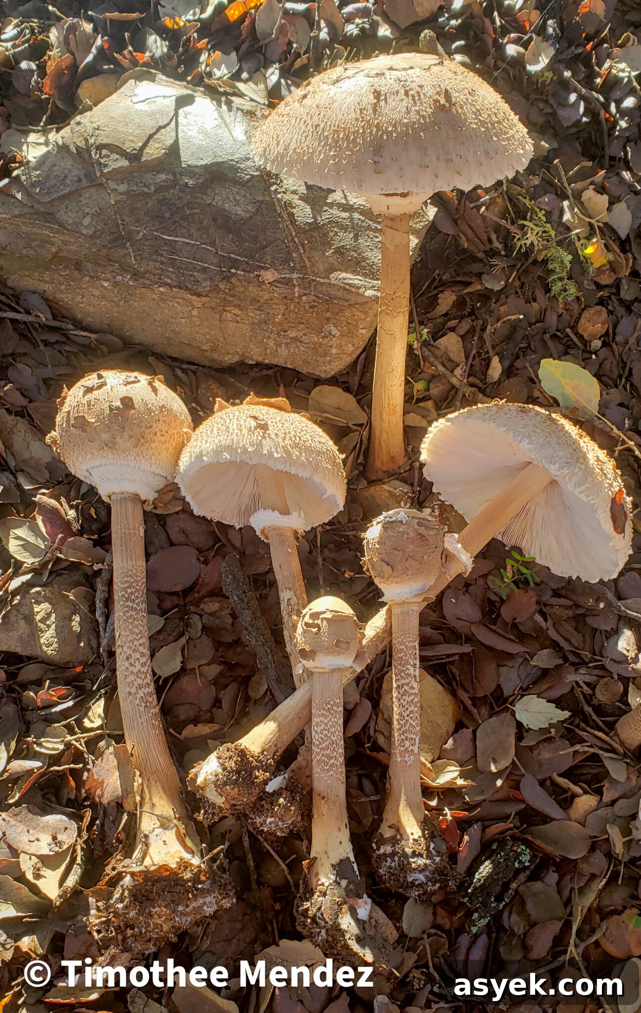 Parasol Mushrooms