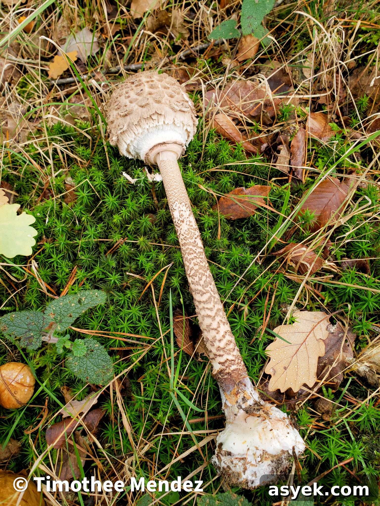 Parasol Mushroom