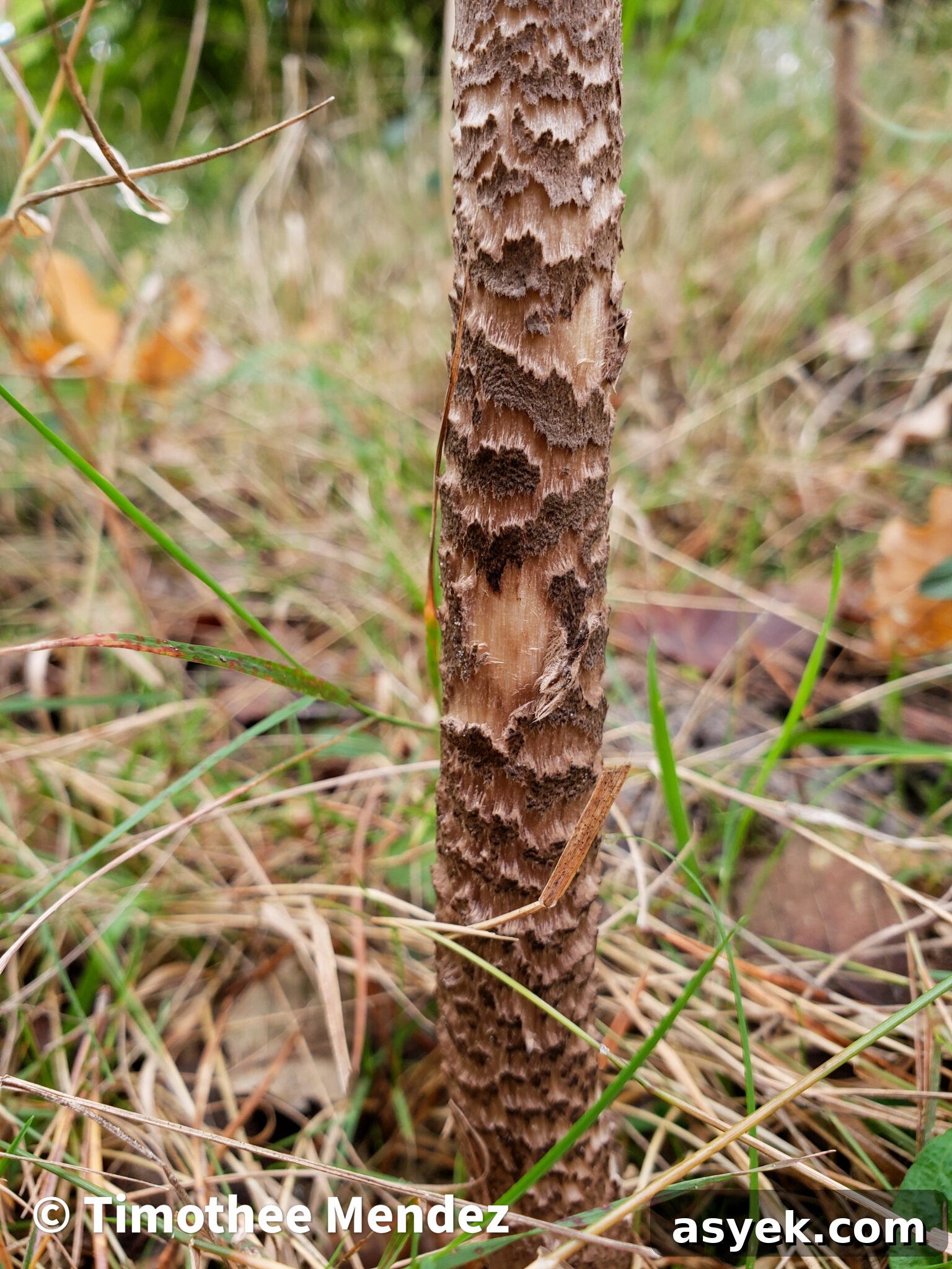 Parasol Mushroom Stem