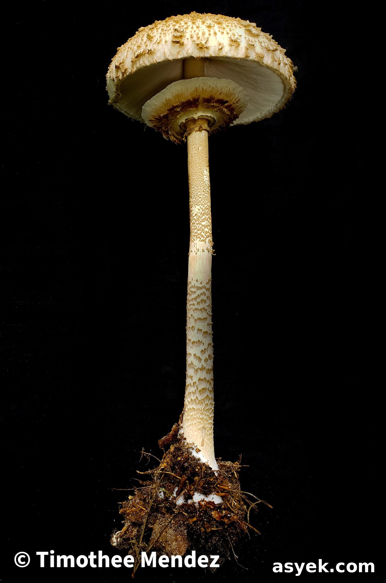 Parasol Mushroom