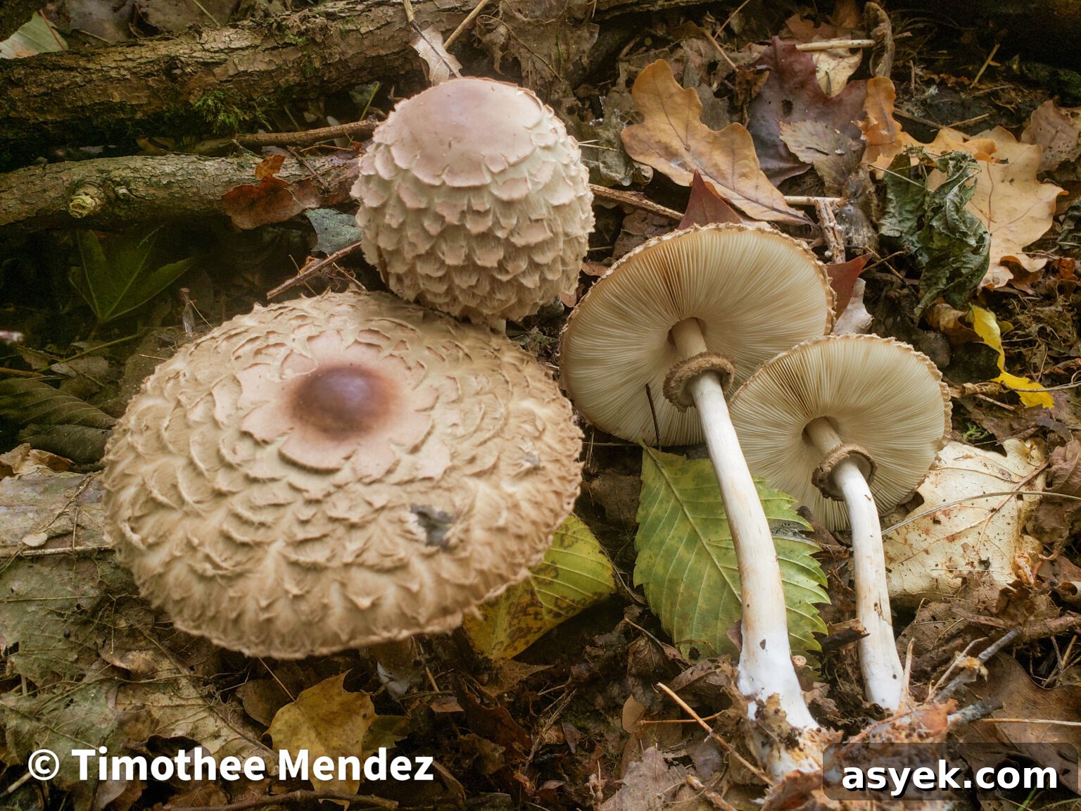 Shaggy Parasol Mushrooms
