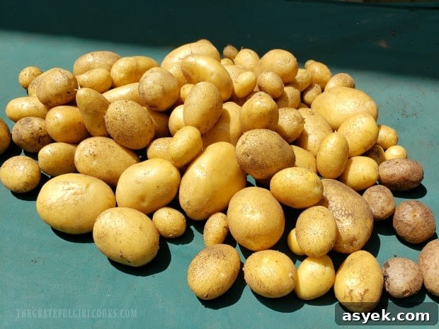 Cheesy Skillet Potatoes - The Grateful Girl Cooks! German butterball potatoes, harvested from our little backyard garden.