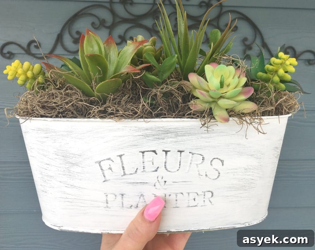 Succulents
