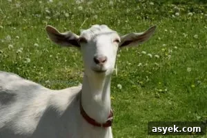 goat milk