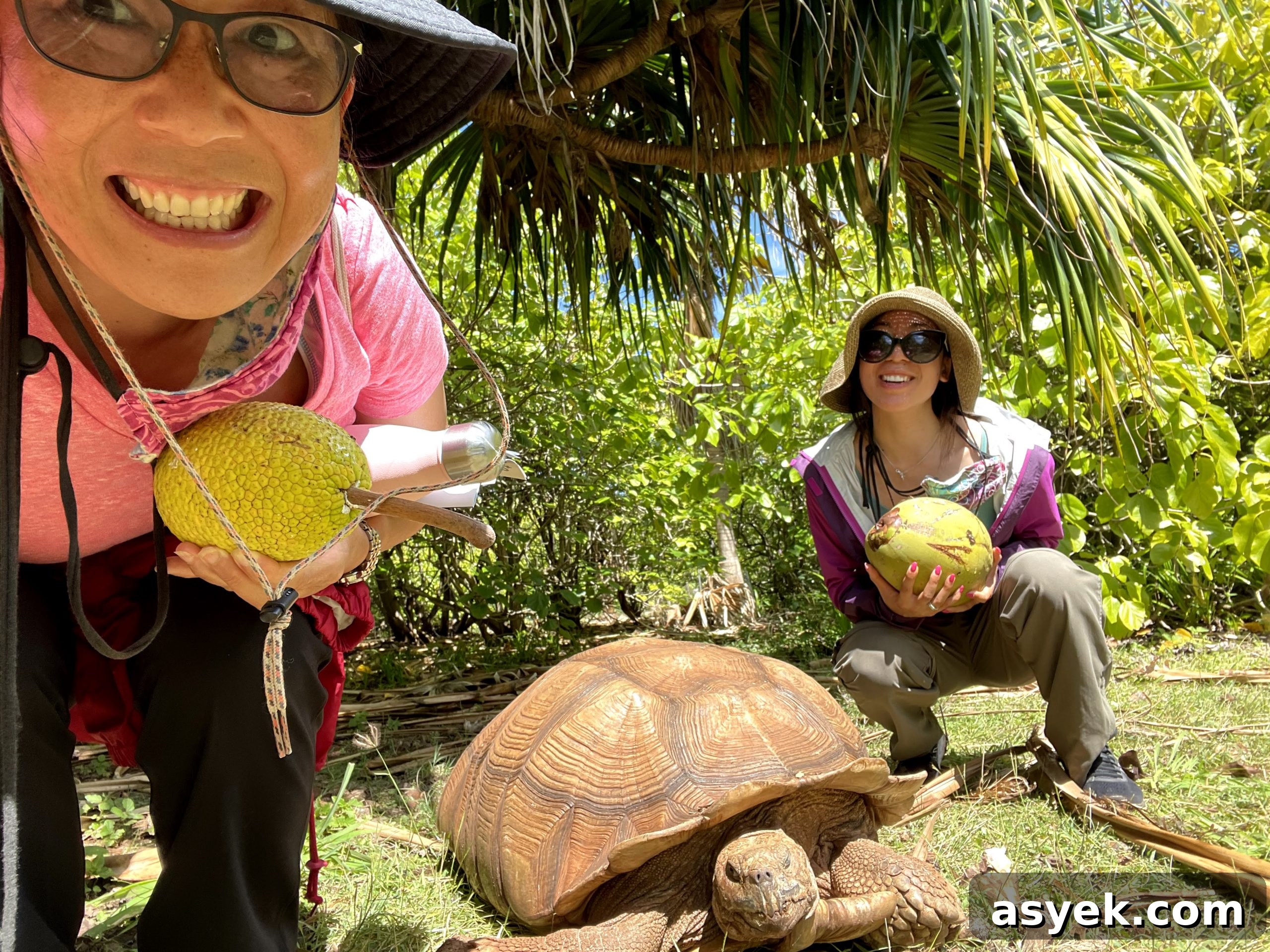 Finding coconuts and breadfruit at tortoise sanctuary