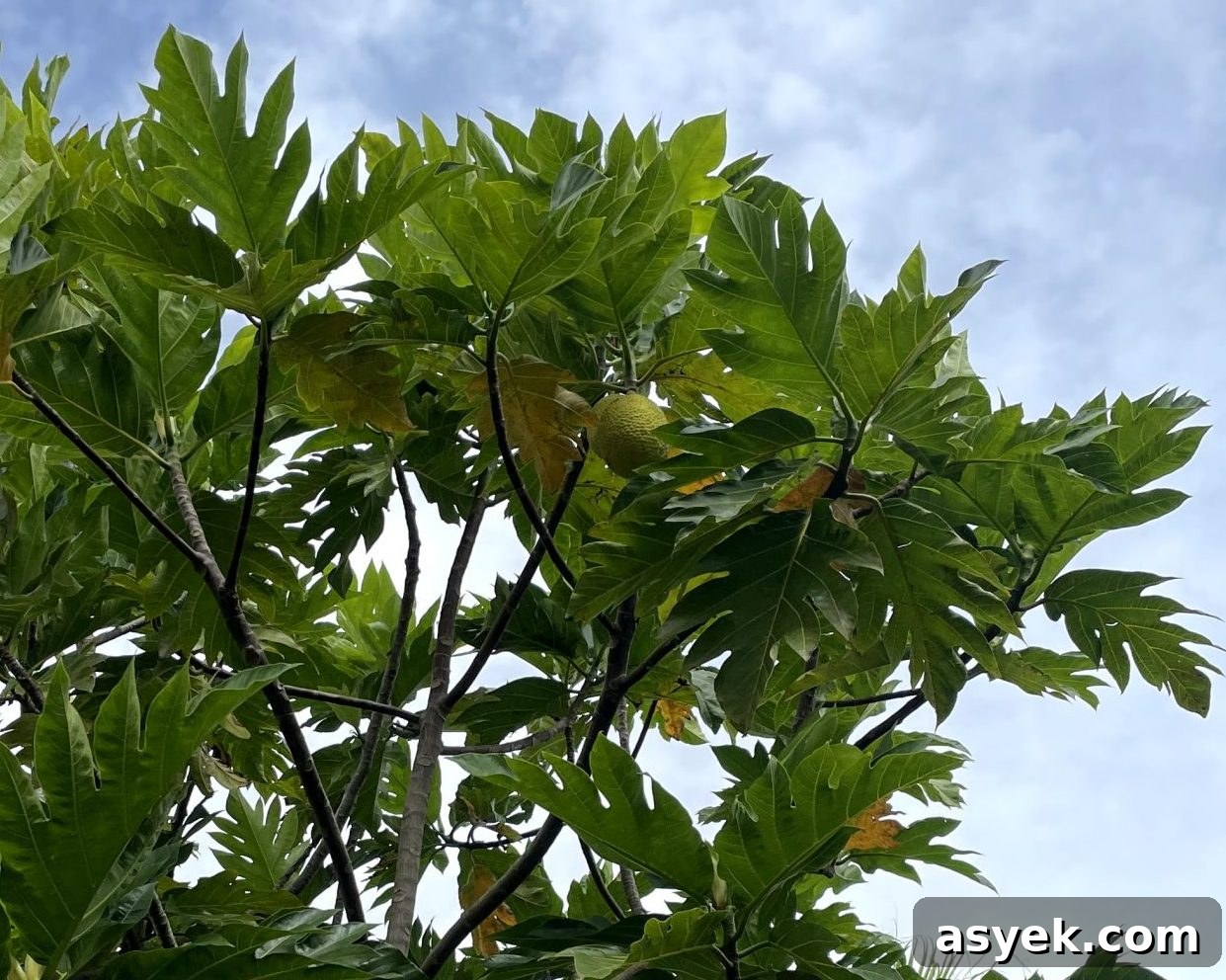 Breadfruit tree