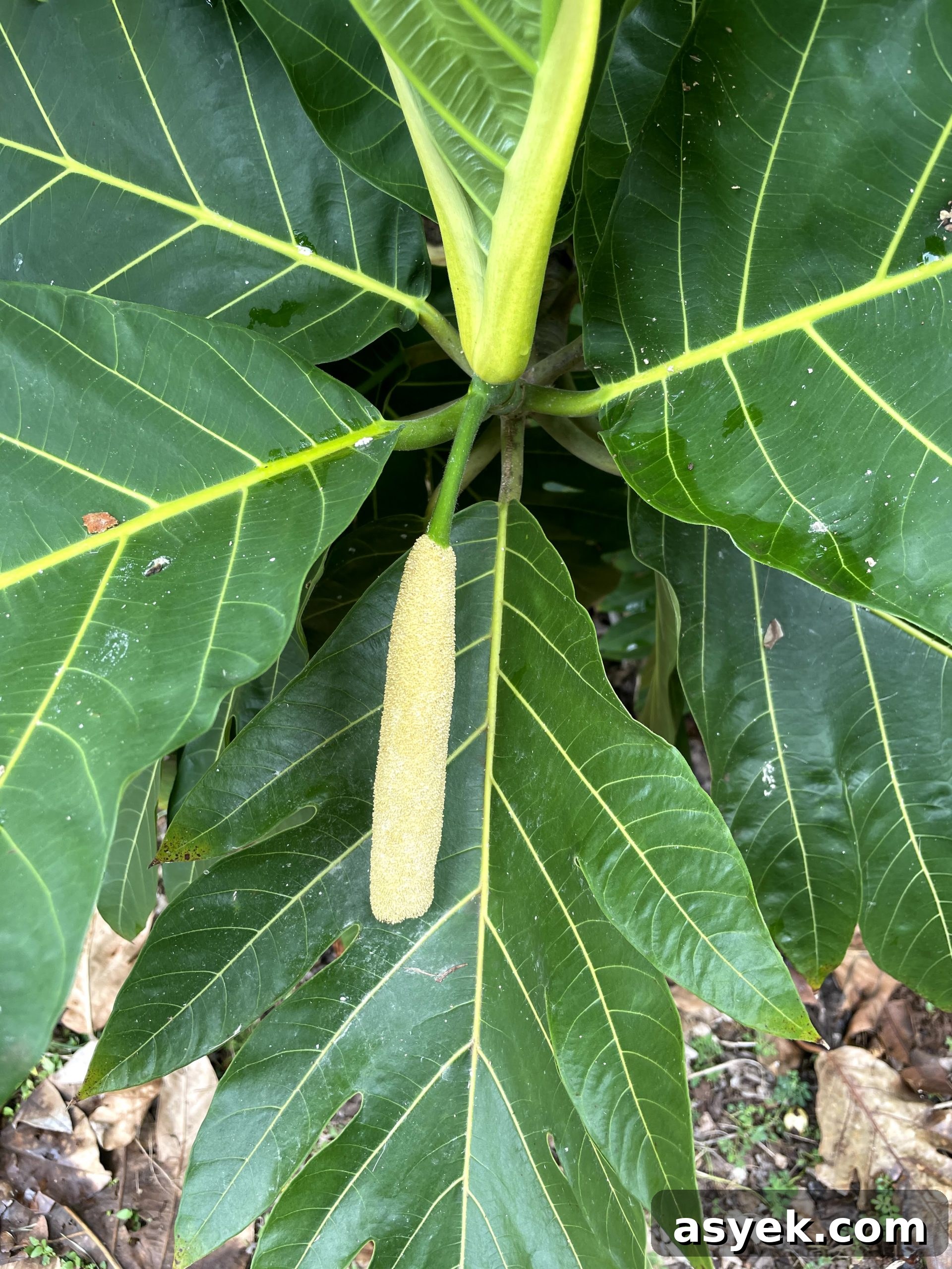 Budding breadfruit